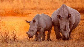 4-Day Luxury Masai Mara NR & Lake Nakuru NP Safaris