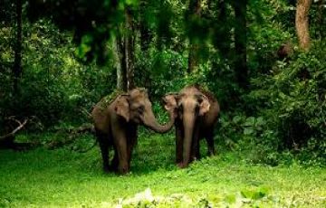 5 Days 4 Nights Kerala Package Superior by A-Cube Holidays