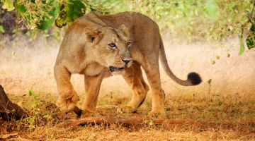 6 Days 5 Nights Tanzania Safari  Private Safari Ultimate Wildlife Lodging Safari
