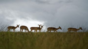 6 Days 5 Nights Tanzania Safari  Private Safari Ultimate Wildlife Lodging Safari