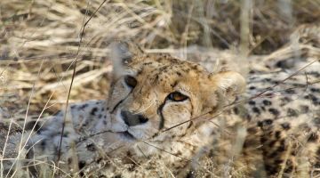 6 Days 5 Nights Tanzania Safari  Private Safari Ultimate Wildlife Lodging Safari