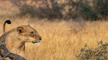 6 Days 5 Nights Tanzania Safari  Private Safari Ultimate Wildlife Lodging Safari