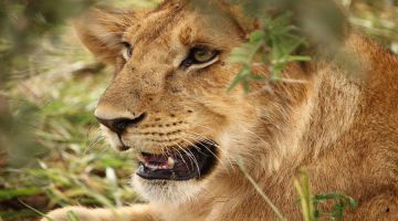 6 Days 5 Nights Tanzania Safari  Private Safari Ultimate Wildlife Lodging Safari