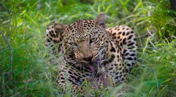 6 Days 5 Nights Tanzania Safari  Private Safari Ultimate Wildlife Lodging Safari