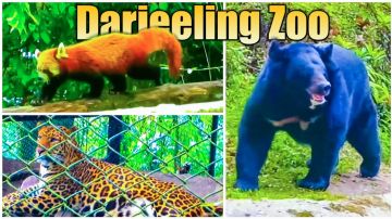 Beauty of Nature Darjeeling & Kalimpong 3Night & 4Days