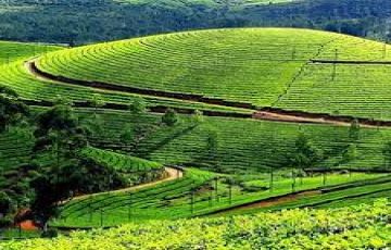 3 Days 2 Nights Munnar Tour Package by MITHILA TRAVELS