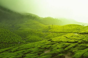 Beautiful Kerala package Munnar, Thekkady ,Kochi