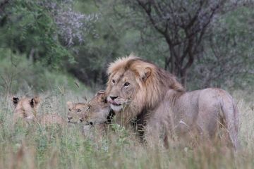 3 Days 2 Nights Adventure of Ngorongoro Crater & Tarangire National Park