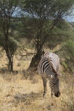 3 Days 2 Nights Adventure of Ngorongoro Crater & Tarangire National Park