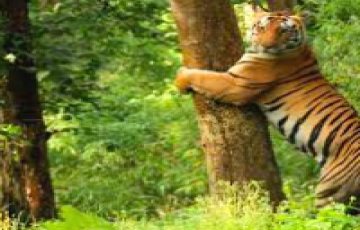1 night 2 days kanha national park tour package