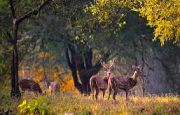 3 Nights 4 Days Jabalpur and Kanha National Park Tour Package
