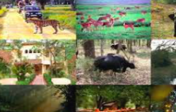 5 Days 4 Nights Kanha National Park Tour Package.