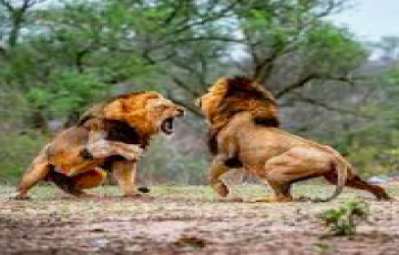 2 Days 1 Nights Sasan Gir Tour Package