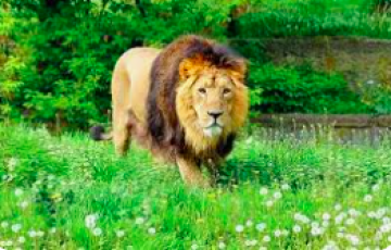 2 Night & 3 Days Sasan Gir Tour Package ...