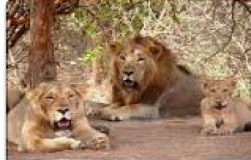 2 Night & 3 Days Sasan Gir Tour Package ...