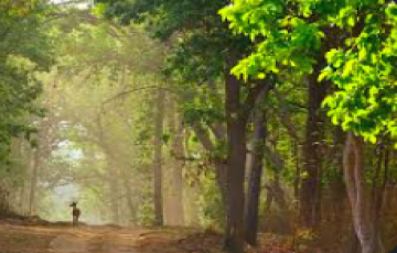 5 Days 4 Nights Jabalpur, Kanha and Bhedaghat Memorable Tour Package.