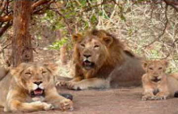 2 Night & 3 Days  Girnar Holiday Tour Package ......