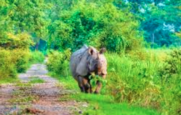 2 Nights 3  Days  Kaziranga Tour Package ...