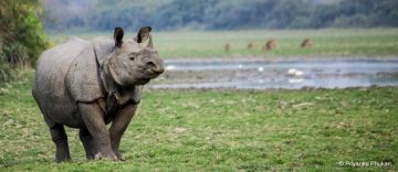 Kaziranga Wildlife Safari Luxury Tour Vacation