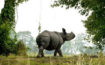 Meghalaya Adventure with Kaziranga Wildlife Trip