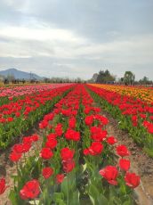 HONEYMOON 6 Days 5 Nights Srinagar Tour Package by Travel Bucket Holidays