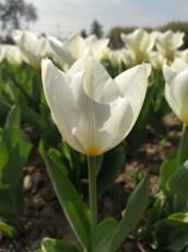 HONEYMOON 6 Days 5 Nights Srinagar Tour Package by Travel Bucket Holidays