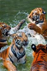 Short Trip To Corbett And Nainital For 4 days