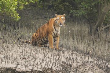 02 night 03 days Sundarban Package