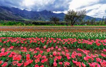 3NIGHT 4DAYS KASHMIR TOUR PACKAGE FUN THRIVE HOLIDAYS