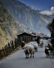 North Sikkim 2 Nights 3 Days
