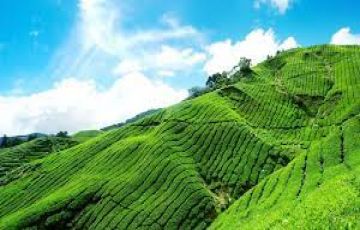 5 Days 4 Nights Munnar Tour Package by BMR TRAVEES INDIA LLP