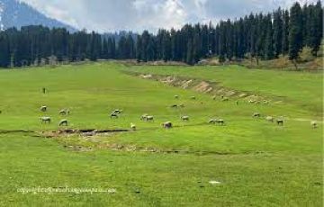 5 Days 4 Nights Srinagar to gulmarg Trip Package by Dream Wonder Holidays