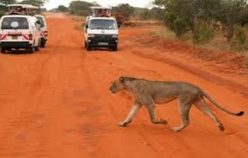 2 DAYS TSAVO EAST SAFARI FROM DIANI BEACH