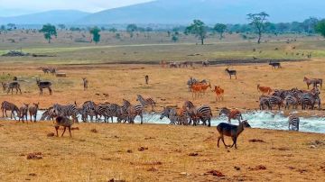 3 DAYS SALTLICK AND NGUTUNI SAFARI