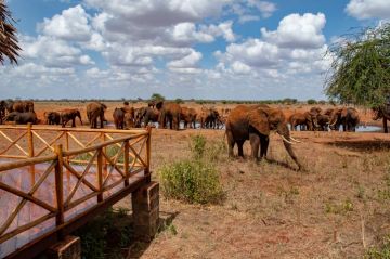 3 DAYS SALTLICK AND NGUTUNI SAFARI