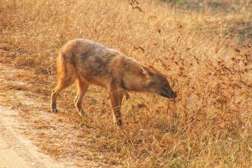 3 Days 2 Nights Pench Wildlife Tour Package