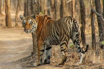 3 Days 2 Nights Pench Wildlife Tour Package