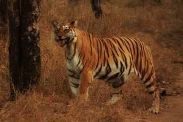 3 Days 2 Nights Pench Wildlife Tour Package