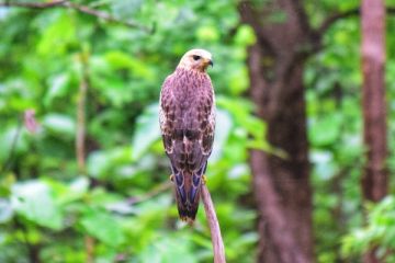 3 Days 2 Nights Pench Wildlife Tour Package