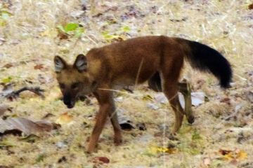 3 Days 2 Nights Pench Wildlife Tour Package