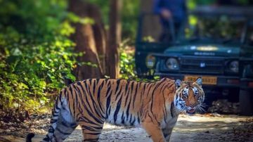 3 Days 2 Nights Jim Corbett Tour Package by Travels Bee