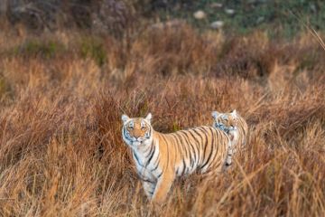 3 Days 2 Nights Jim Corbett Tour Package by Travels Bee