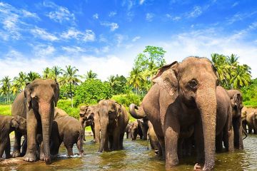 8 Days 7 Nights Miracle Holiday Package of Sri Lanka