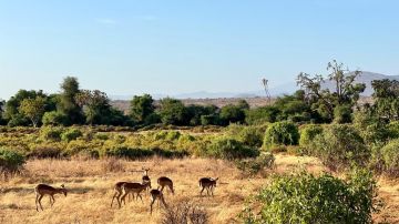 3 Days 2 Nights Unforgettable Masai Mara Safari