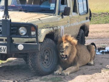 3 Days 2 Nights Unforgettable Masai Mara Safari