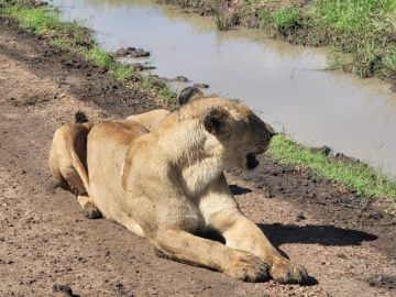 3 Days 2 Nights Unforgettable Masai Mara Safari