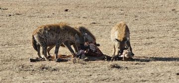 3 days Amboseli Peaks, Wildlife, Maasai Culture Adventure