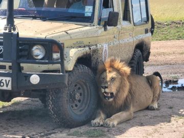 4 days Masai Mara/Lake Nakuru Safari Experience