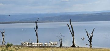 4 days Masai Mara/Lake Nakuru Safari Experience