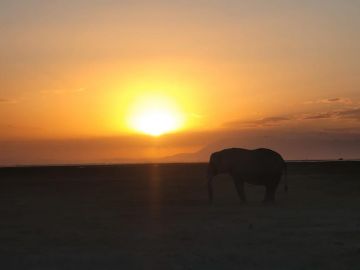 Wildlife Odyssey Mara, Naivasha, Amboseli Adventure